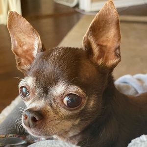 Meet your Posher, Christy